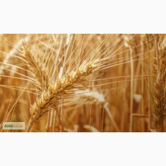 Семена озимой пшеницы сорт Граф