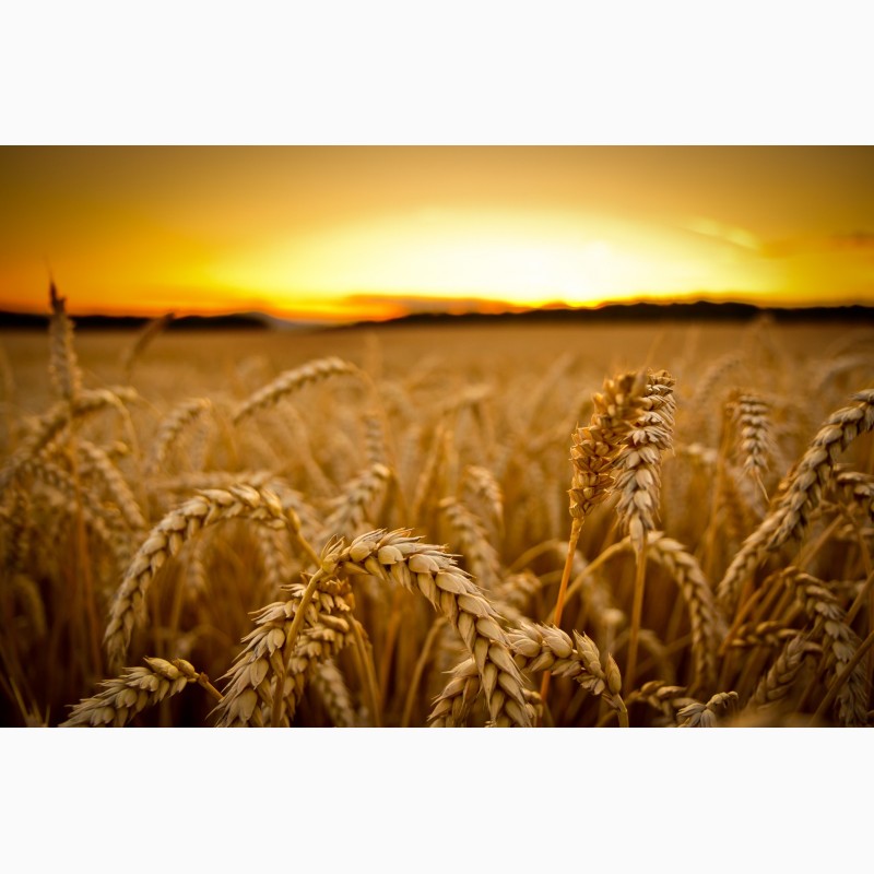 Фото 2. Семена пшеницы ЯРОВОЙ Канадский трансгенный сорт OSHAWA