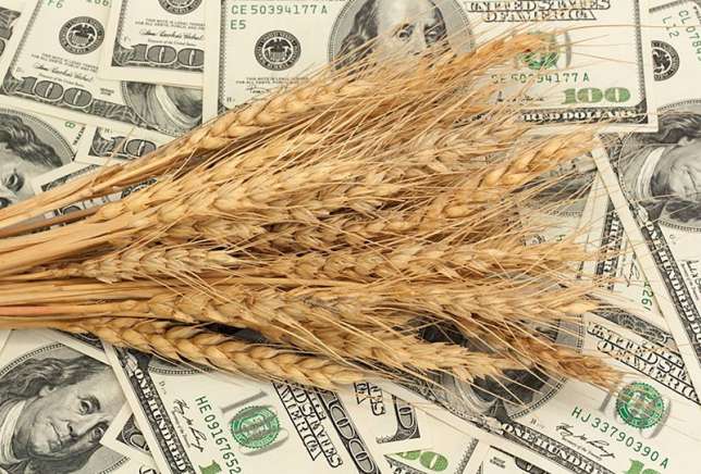 Фото 5. Семена пшеницы ЯРОВОЙ Канадский трансгенный сорт OSHAWA