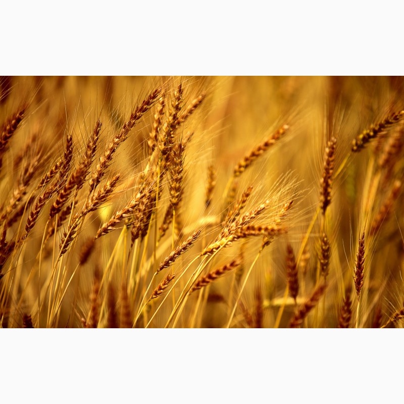 Фото 6. Семена пшеницы ЯРОВОЙ Канадский трансгенный сорт OSHAWA