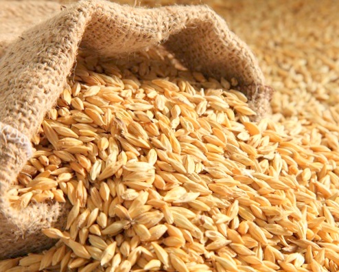 Фото 7. Семена пшеницы ЯРОВОЙ Канадский трансгенный сорт OSHAWA