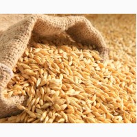 Семена пшеницы ЯРОВОЙ Канадский трансгенный сорт OSHAWA