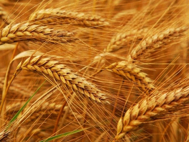 Фото 8. Семена пшеницы ЯРОВОЙ Канадский трансгенный сорт OSHAWA