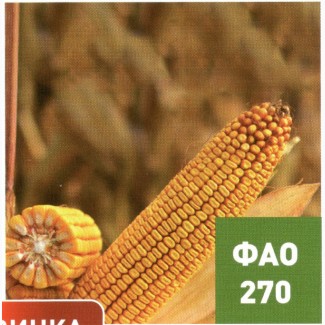 Семена гибридов кукурузы Ладожские. Ладожский 270 АМВ