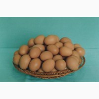 Инкубационное яйцо яичного кросса Ломанн Браун