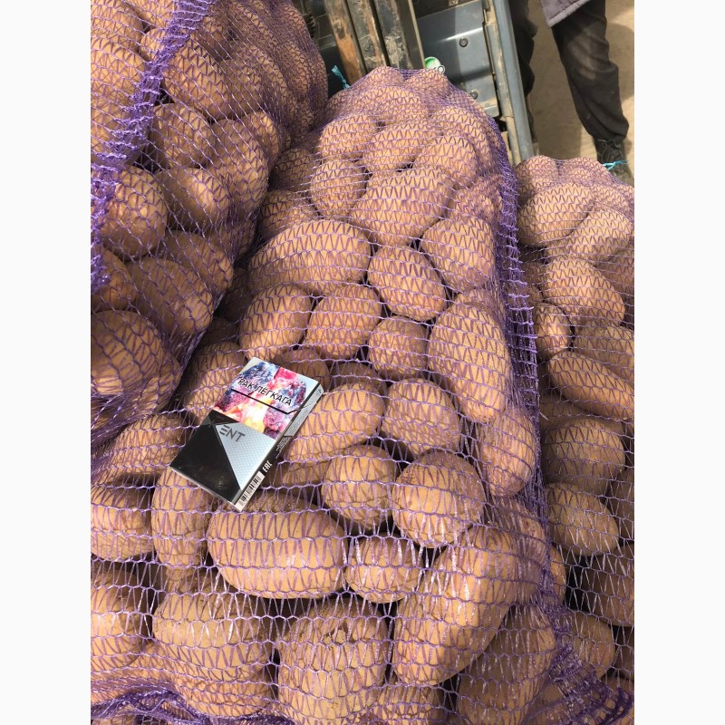 Фото 4. Продам картофель сорт Янка и другие. Место нахождения Беларуссия