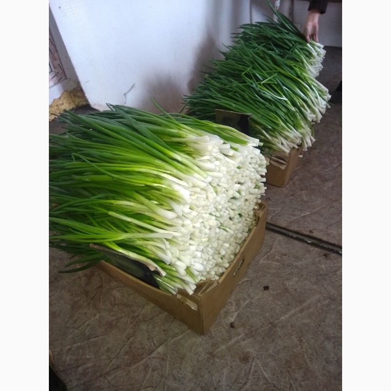 Фото 2. Прода зеленый лук