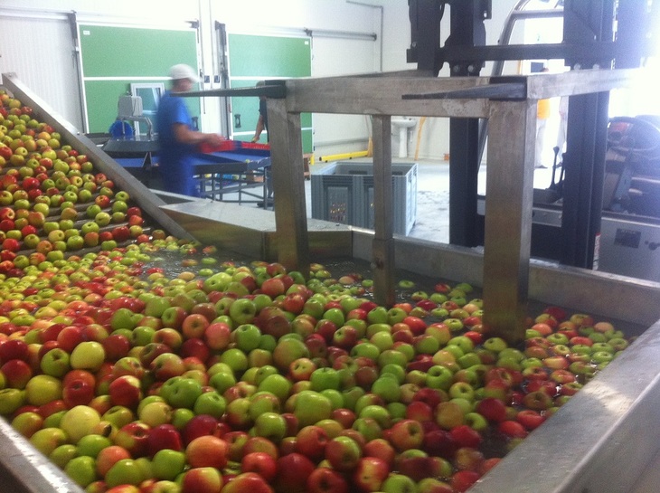 Фото 7. Сортировка фруктов, яблок, персиков, груш от 2тн/ч до 5 тн/ч