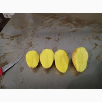 Семенной картофель оптом