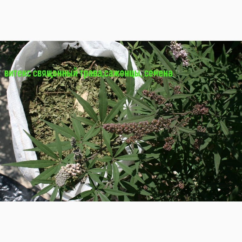 Фото 14. Куплю лекарственные растения в Апшеронске сырыми
