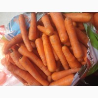 Морковь для переработки