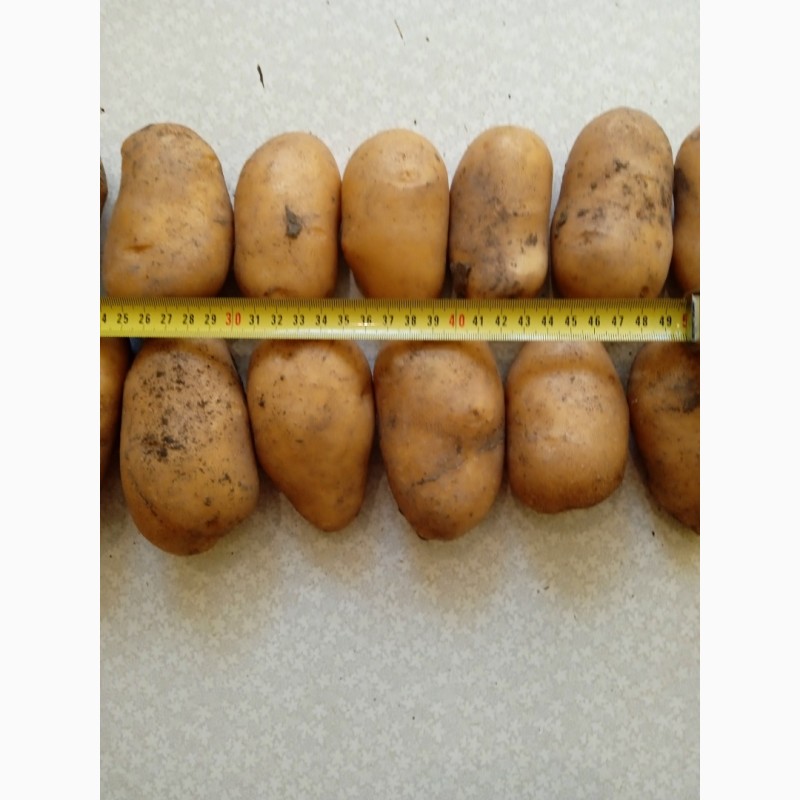 Фото 7. Картофель калиброванный, урожай 2021 года