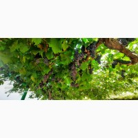 Виноград из Таджикистана оптом