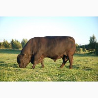 Закупка быков живым весом