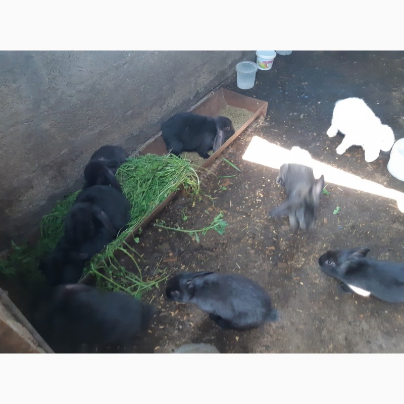 Фото 10. Продам крольчат оптом Французский баран 1, 5 мес и 2.5 мес