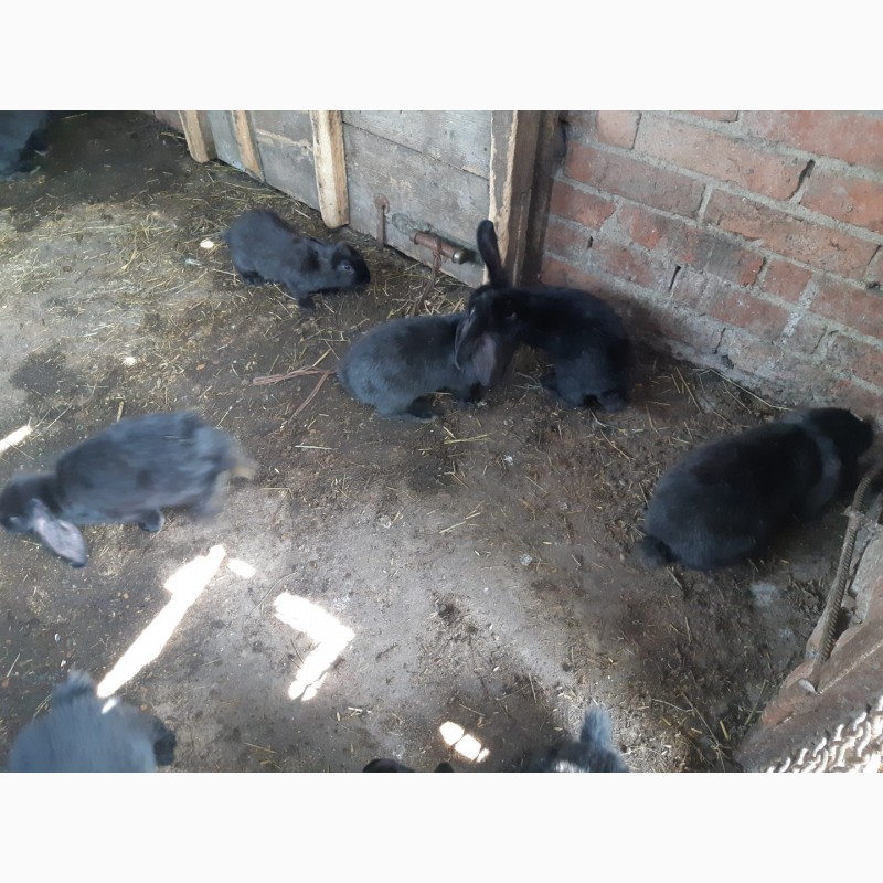Фото 3. Продам крольчат оптом Французский баран 1, 5 мес и 2.5 мес