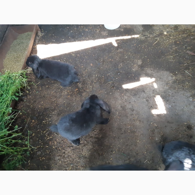 Фото 5. Продам крольчат оптом Французский баран 1, 5 мес и 2.5 мес