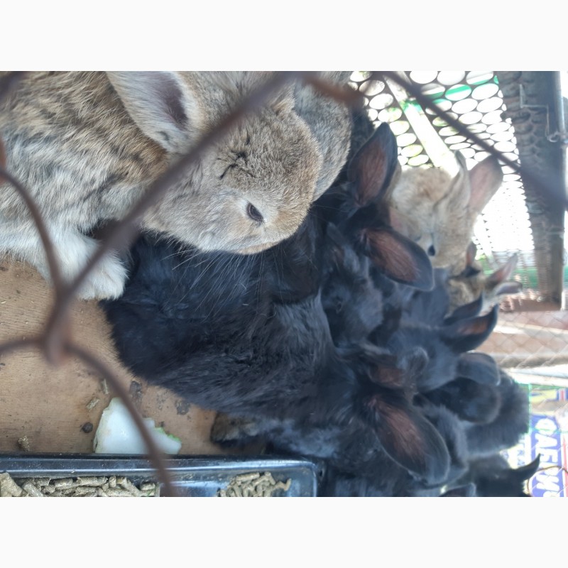 Фото 6. Продам крольчат оптом Французский баран 1, 5 мес и 2.5 мес