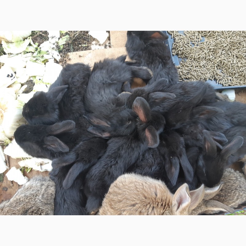 Фото 9. Продам крольчат оптом Французский баран 1, 5 мес и 2.5 мес