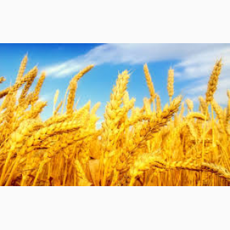 Семена пшеницы озимой : Находка, Зерноградка 11, Донская Юбилейная, Аксинья