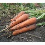 Морковь оптом в Приморский край