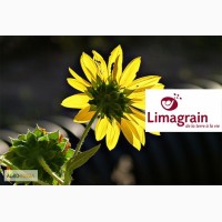 Семена гибрида подсолнечника Лимагрейн, Limagrain LG 5665 M
