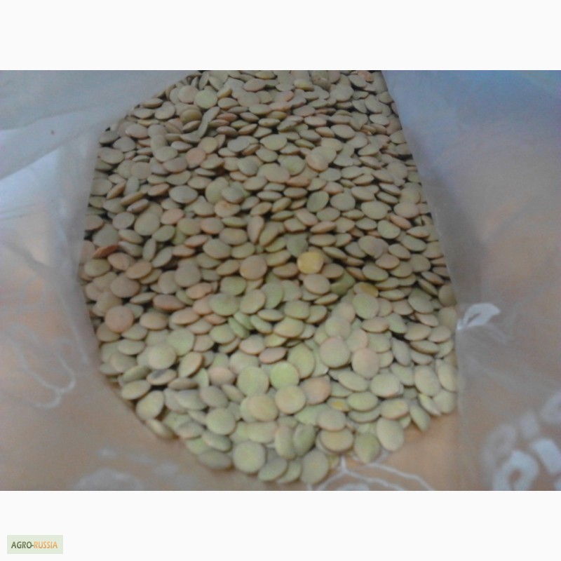 Фото 7. Семена чечевицы зеленой и красной РС-1