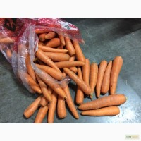 Морковь египет