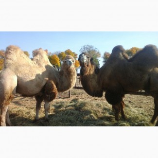Продам племенных верблюдов калмыцкой породы