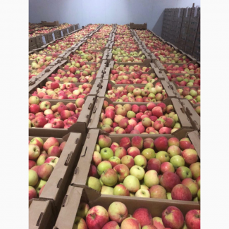 Яблоки от производителя оптом 29 р/кг