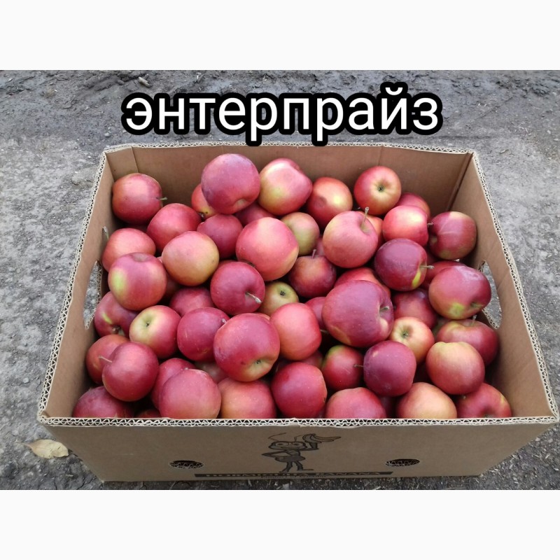 Фото 2. Продам яблоко