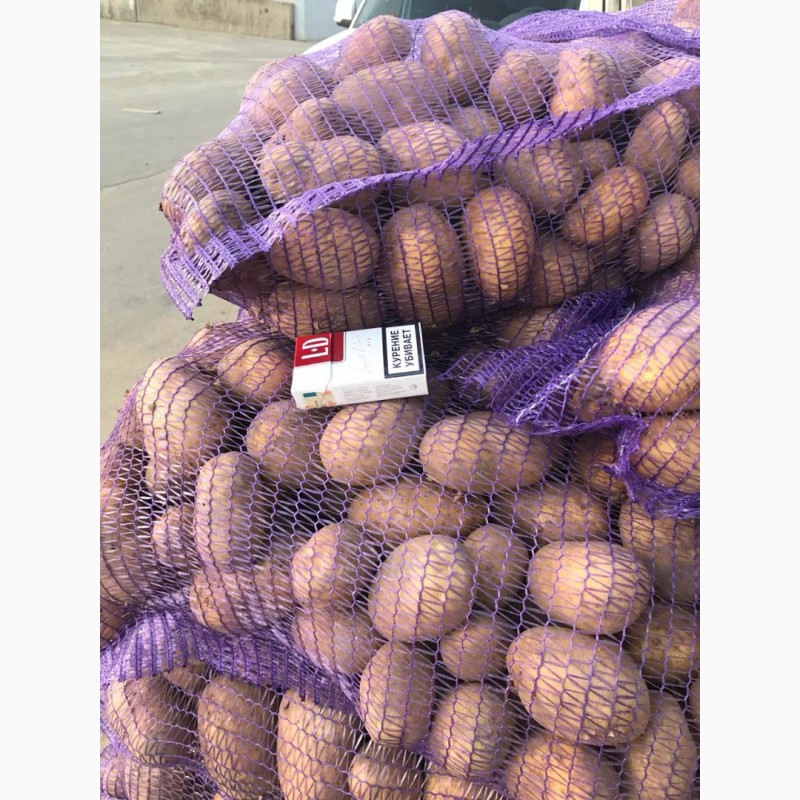 Фото 2. Продажа картофеля. Оптом от 20 тонн