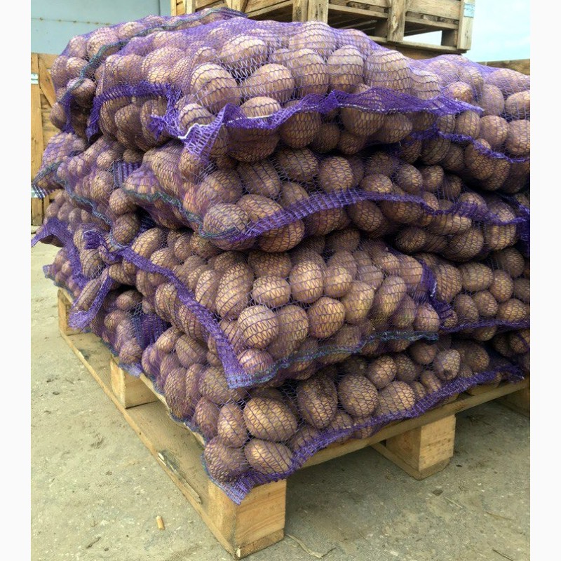 Фото 4. Продажа картофеля. Оптом от 20 тонн