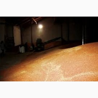 Пшеница оптом от производителя г. Оренбург