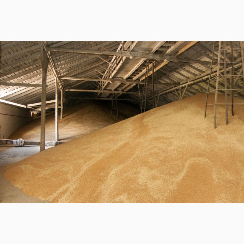 Фото 2. Пшеница оптом от производителя г. Оренбург