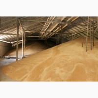 Пшеница оптом от производителя г. Оренбург