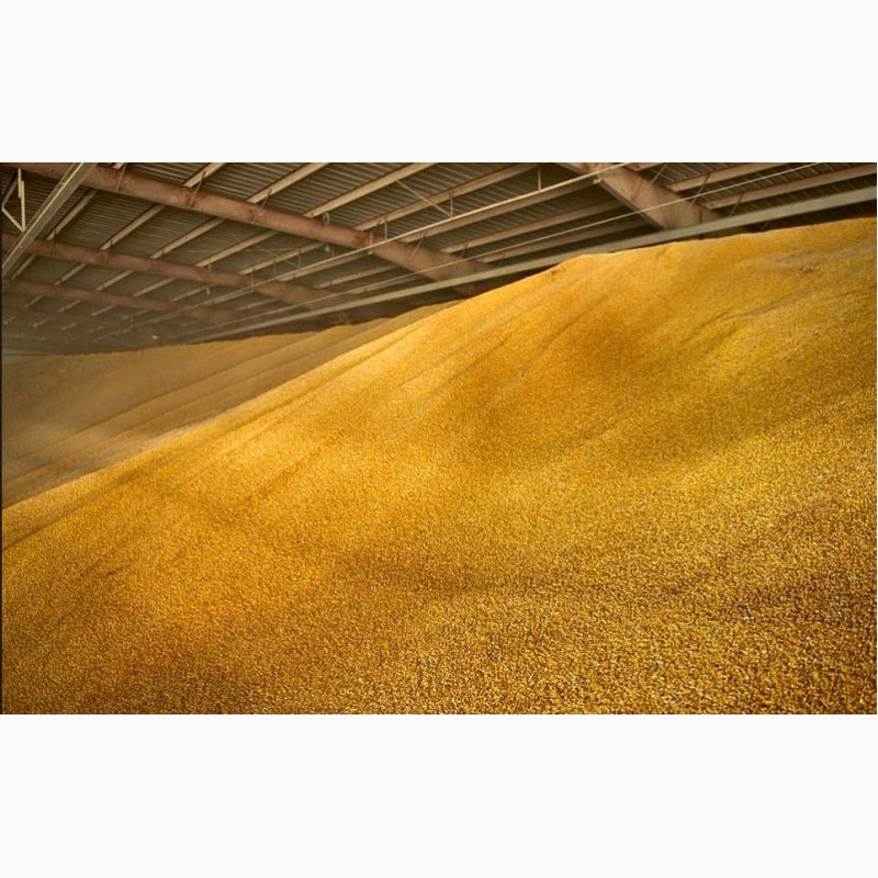 Фото 3. Пшеница оптом от производителя г. Оренбург
