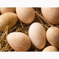 Инкубационные яйца павловских и китайских кур