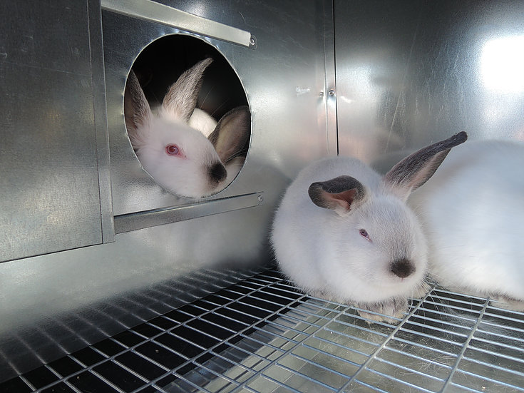 Фото 4. Утеплённые крольчатники с маточником