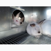 Утеплённые крольчатники с маточником