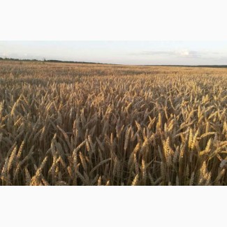 Семена пшеницы яровой Новосибирская 18 (ЭС, РС1)