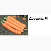 Семена моркови оптом