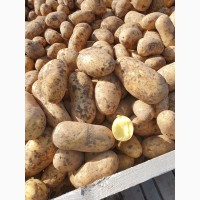 Продам провольственный картофель, сорта Королева Анна и Эволюшен