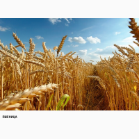 Куплю зерно пшеницы
