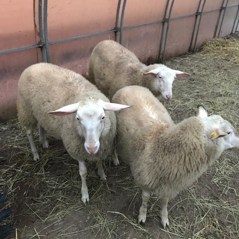 Продам/ ягнята ост фризской породы овец, Московская обл — Agro-Russia