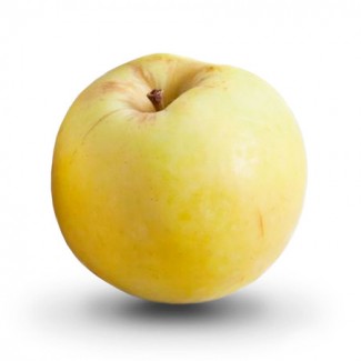 Яблоко садовое Антоновка, осенний сорт