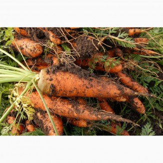 Морковь оптом от производителя со склада