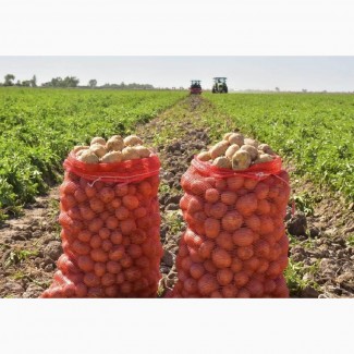 Картофель оптом с поля от кфх. Урожай 2021