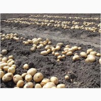 Картофель оптом с поля от кфх. Урожай 2021