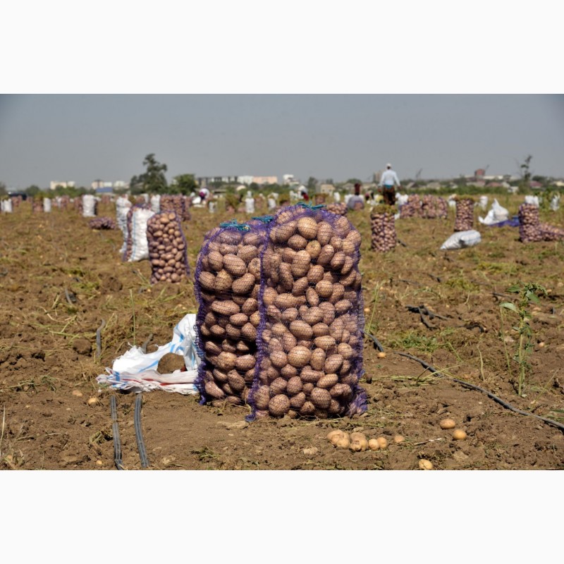 Фото 4. Картофель оптом с поля от кфх. Урожай 2021